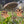 Load image into Gallery viewer, MUSHROOM WIZARD Earrings