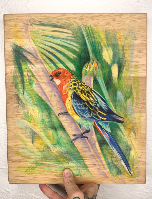 EASTERN ROSELLA by Jai Liddle